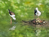 Sue Hsu's photo